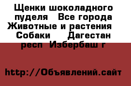 Щенки шоколадного пуделя - Все города Животные и растения » Собаки   . Дагестан респ.,Избербаш г.